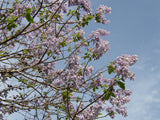 Prinzessinnenbaum mit Blüte; Einsatz: Zierbaumgroße Blätter;;mit zeitnaher Lieferung