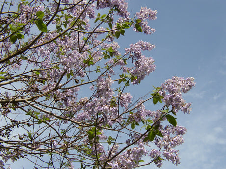 Prinzessinnenbaum; hier mit Blüte; hoher Holzgewinn; Einsatzmöglichkeit z.B. : Windschutz;;mit zeitnaher Lieferung