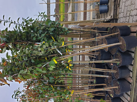 Prunus av. 'Schn. Späte Knorpelkir. '; vorbereitet für Versand; sehr große Früchte; Einsatzmöglichkeit z.B. : Obstbaum; verfügbar in 18 Größen und Varianten;;ab 49,30 Euro