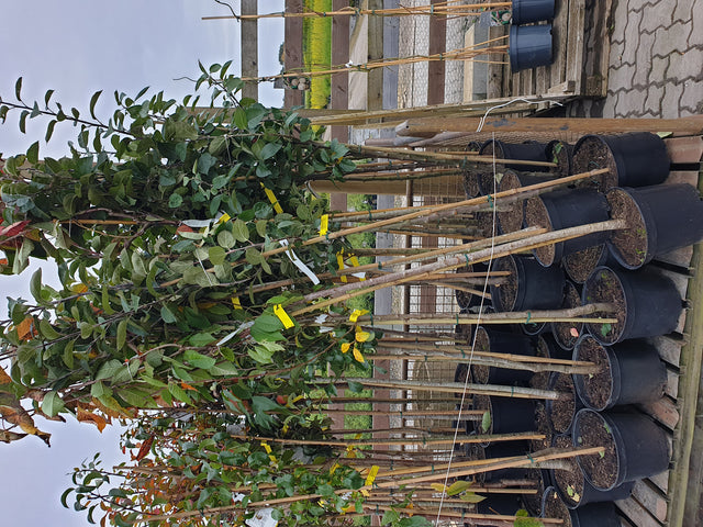 Prunus av. 'Schn. Späte Knorpelkir. '; vorbereitet für Versand; sehr große Früchte; Einsatzmöglichkeit z.B. : Obstbaum; verfügbar in 18 Größen und Varianten;;ab 49,30 Euro