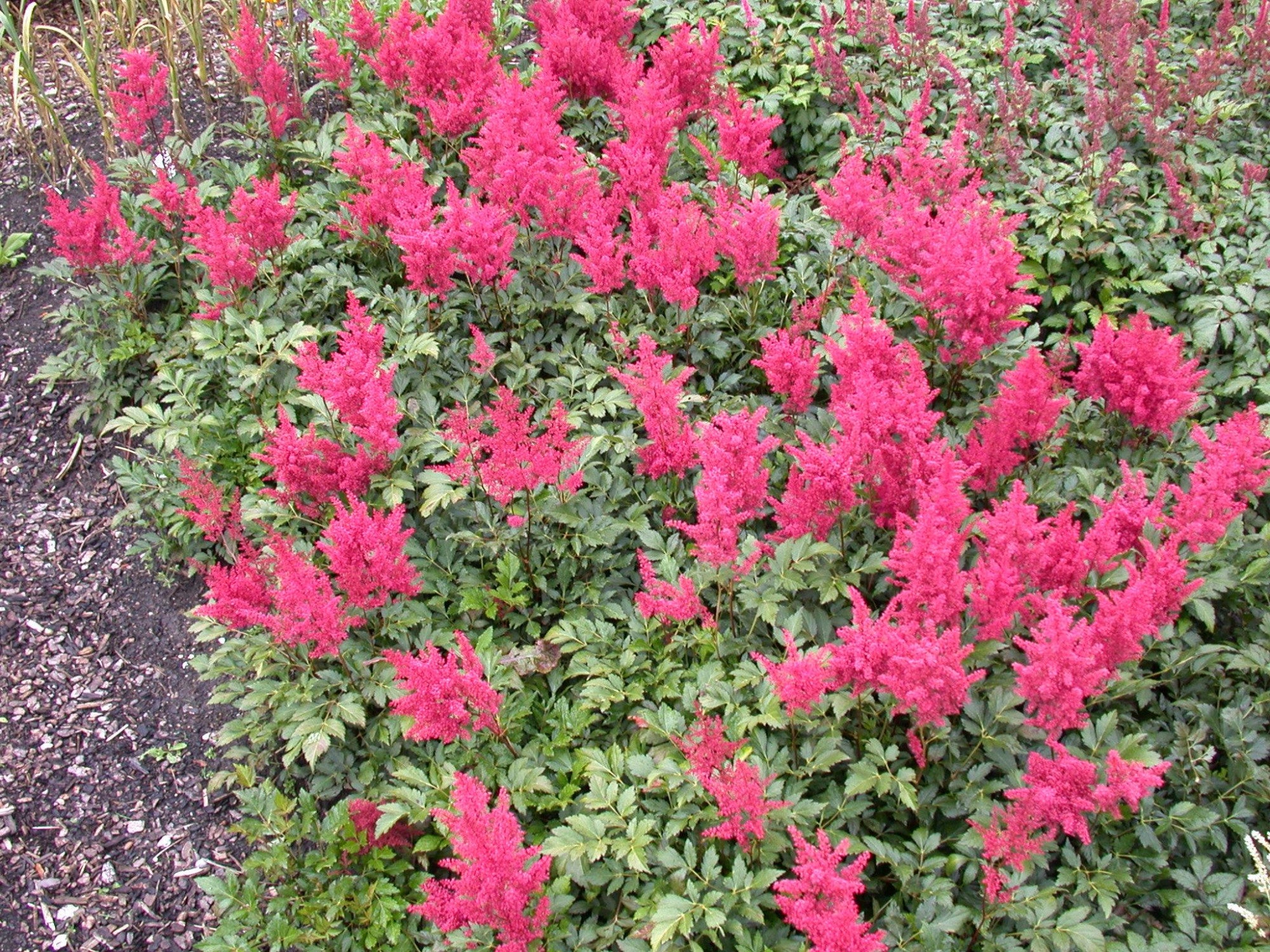 Astilbe japonica 'Montgomery' (Garten-Prachtspiere)