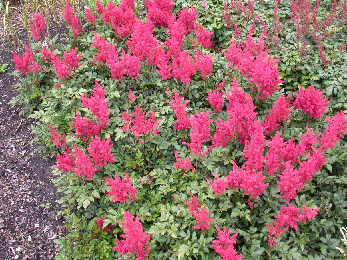Astilbe japonica 'Montgomery' mit Blüte; Einsatz: ;;ab 4,30 Euro