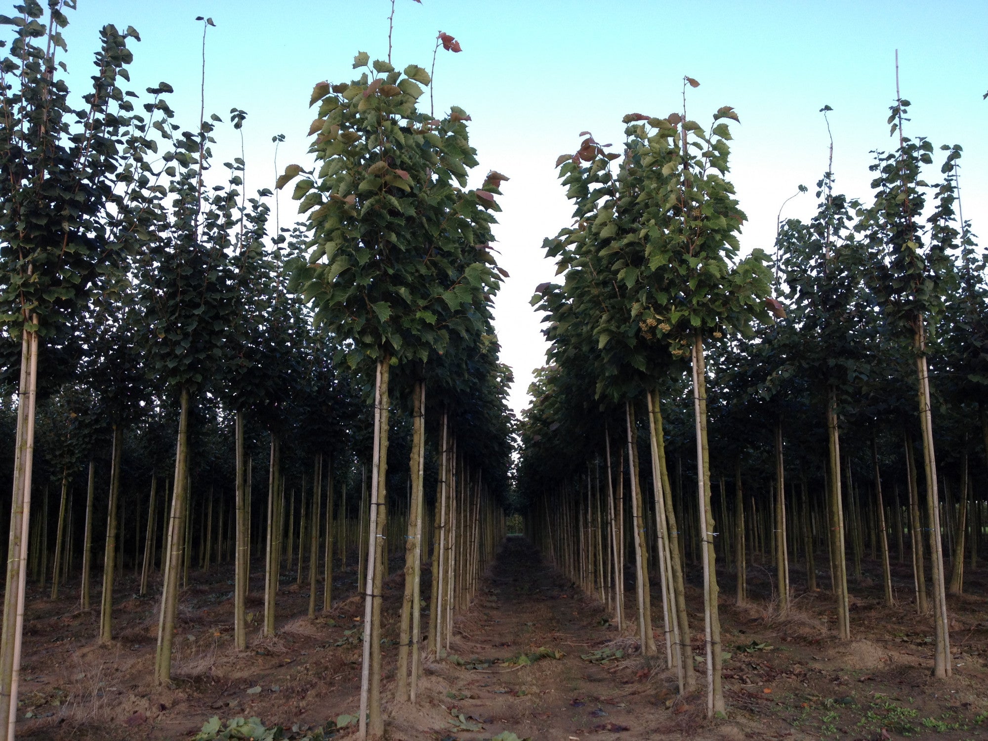 Tilia henryana (Henrys Linde)