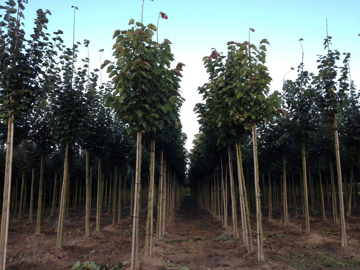 Tilia henryana als Pflanze im Beet, erhältlich von 270-330 bis 450-650 cm; Einsatz: ;;ab 626,00 Euro