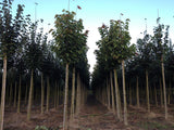 Tilia henryana als Pflanze im Beet, erhältlich von 270-330 bis 450-650 cm; Einsatz: ;;ab 626,00 Euro