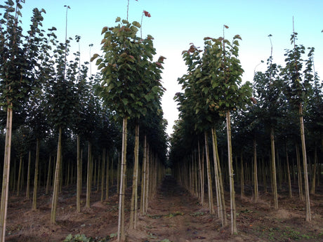 Tilia henryana als Pflanze im Beet, erhältlich von 270-330 bis 450-650 cm; Einsatz: ;;ab 626,00 Euro