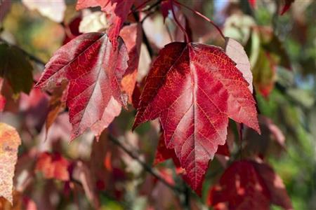 Acer rubrum 'Red Sunset' , erhältlich von 270-330 bis 450-650 cm;;ab 200,00 Euro