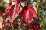 Acer rubrum 'Red Sunset' , erhältlich von 270-330 bis 450-650 cm;;ab 200,00 Euro