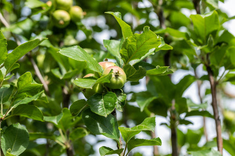 Malus 'James Grieve' , erhältlich von 150-200 bis 450-650 cm;;ab 34,60 Euro