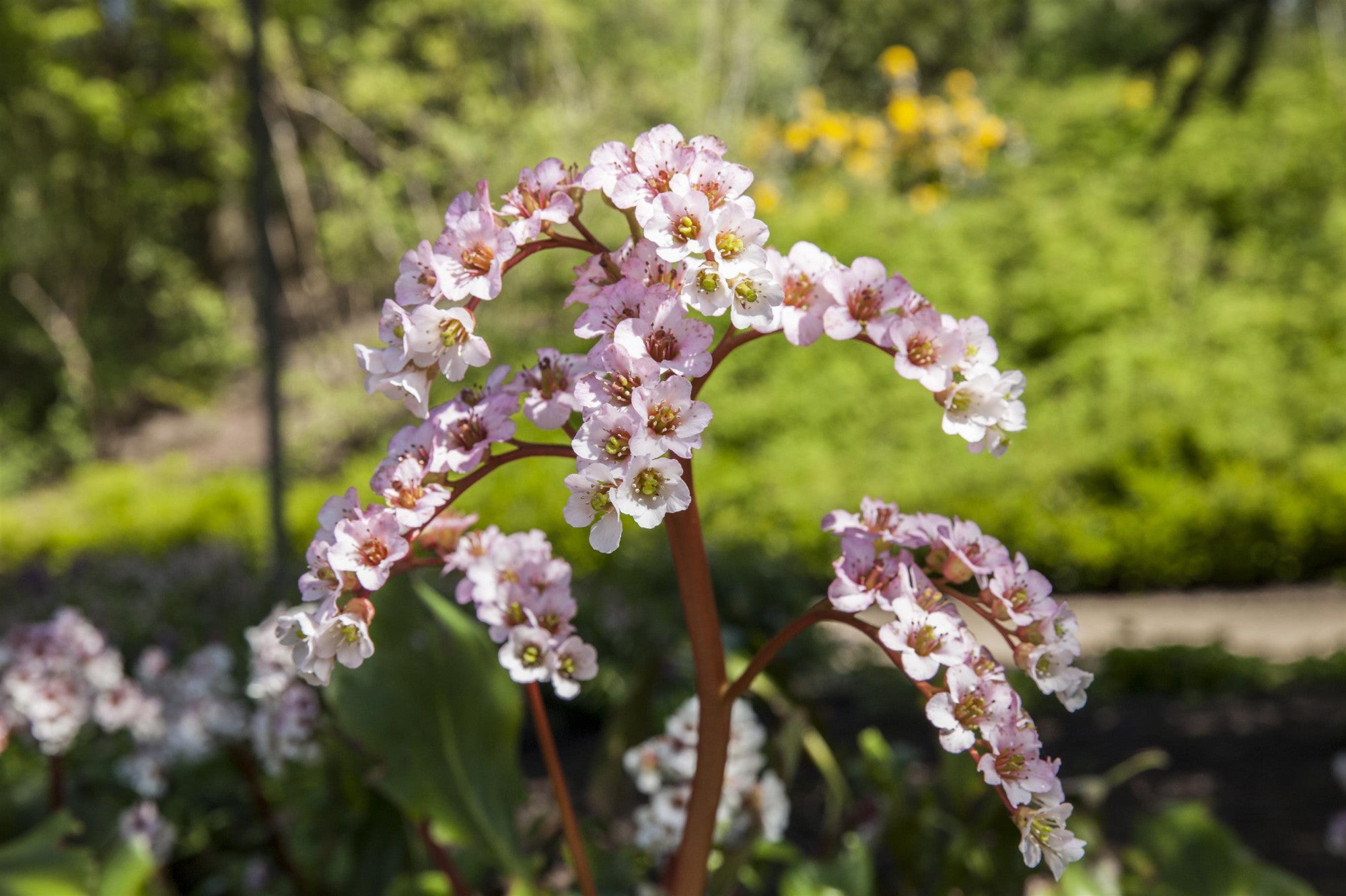 Bergenia cordifolia i. S. (Garten-Bergenie)