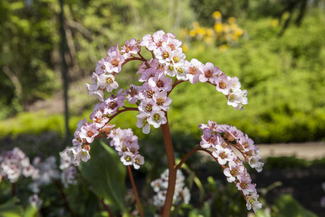 Bergenia cordifolia i. S. ;;ab 7,10 Euro
