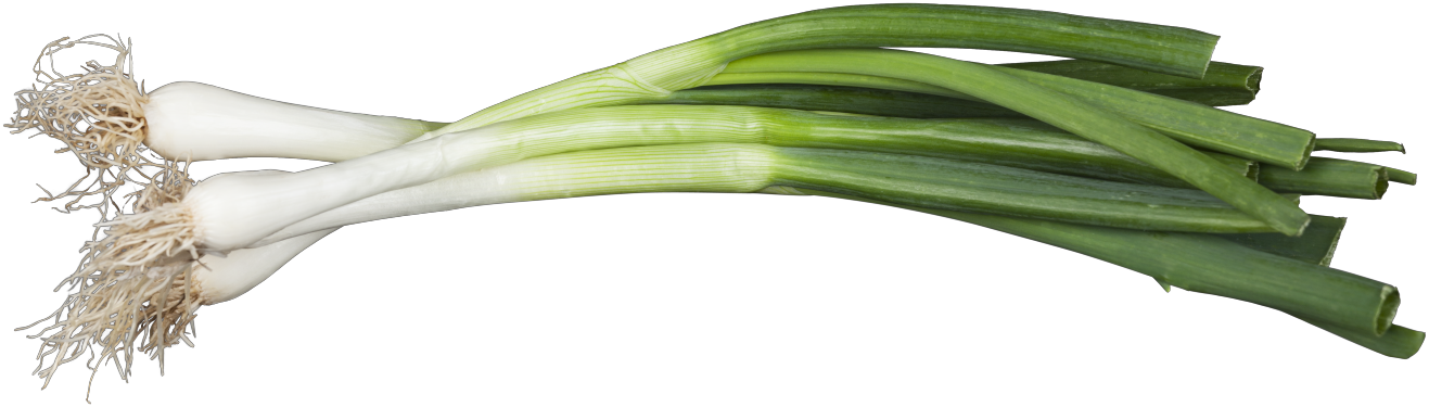 Allium fistulosum (Winter-Zwiebel)