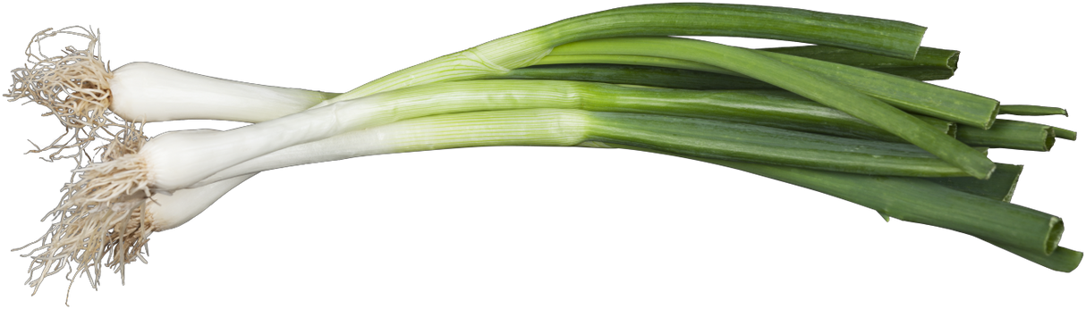 Allium fistulosum ;;ab 4,65 Euro
