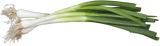 Allium fistulosum; winterhart;;ab 0,00 Euro