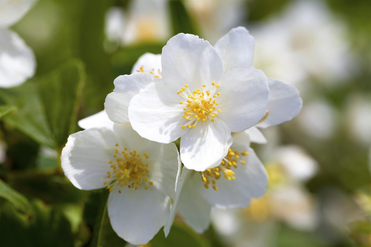 Philadelphus inodorus grandiflorus mit Blüte, erhältlich von 60-100 bis 80-100 cm; Einsatz: ;;ab 13,00 Euro