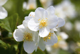 Philadelphus inodorus grandiflorus; hier mit Blüte; starkwüchsig; Einsatzmöglichkeit z.B. : Hecke; verfügbar in 3 Größen und Varianten;;ab 17,50 Euro