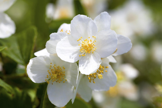 Philadelphus inodorus grandiflorus mit Blüte, erhältlich von 60-100 bis 80-100 cm; Einsatz: ;;ab 13,00 Euro