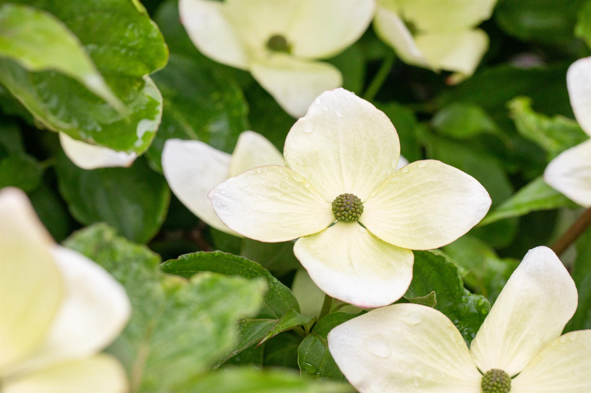 Cornus kousa 'Venus' mit Blüte, erhältlich von 60-80 bis 200-250 cm; Einsatz: ;;ab 61,00 Euro