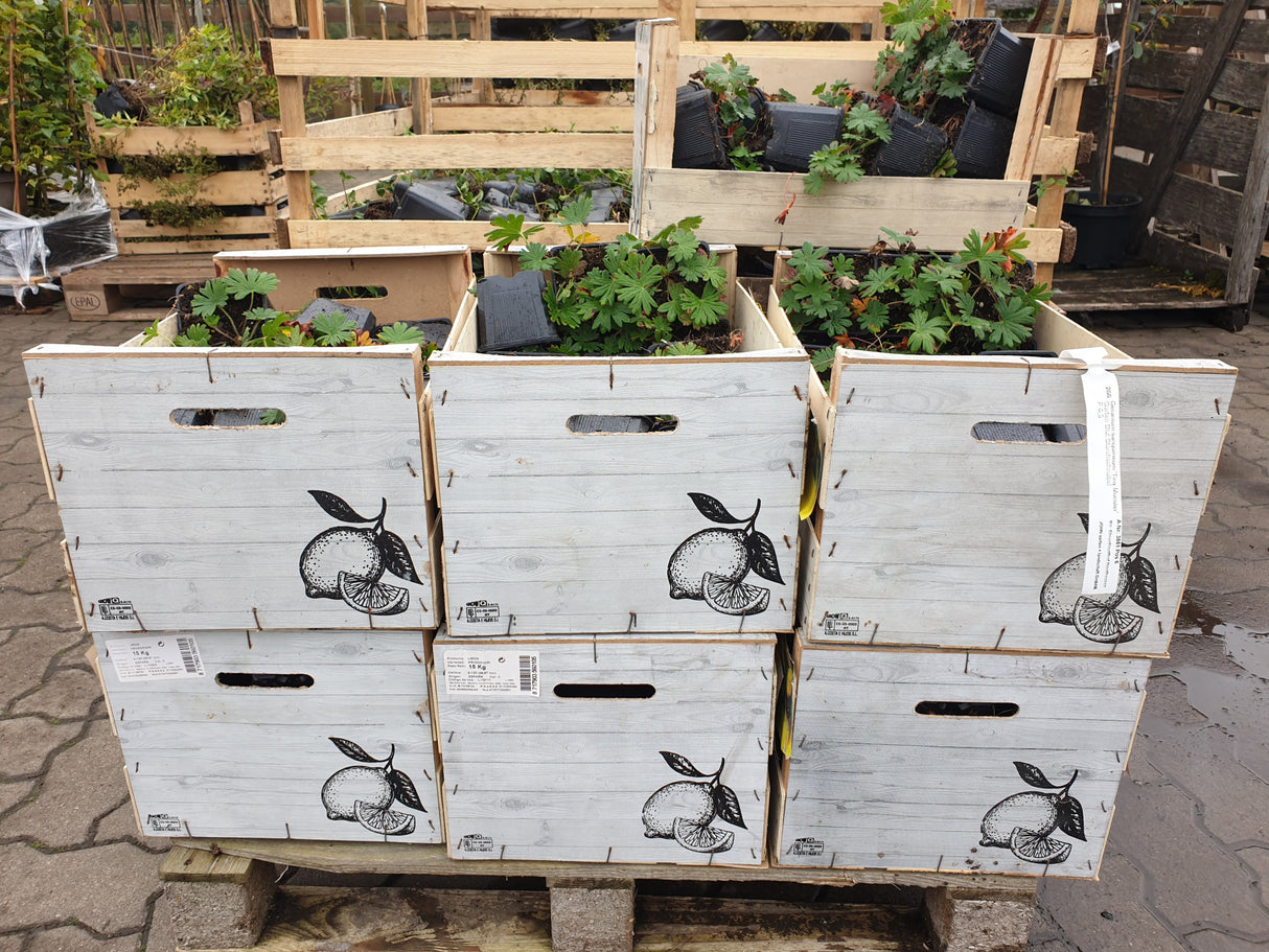 Garten-Storchschnabel Versand; Einsatz: Beete, kompakt;;günstig mit Qualität