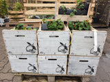 Garten-Storchschnabel Versand; Einsatz: Beete, kompakt;;günstig mit Qualität