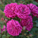 Rosa 'Purple Rain' BDR; hier mit Blüte; winterhart; Einsatzmöglichkeit z.B. : Solitär; verfügbar in 2 Größen und Varianten;;ab 11,10 Euro