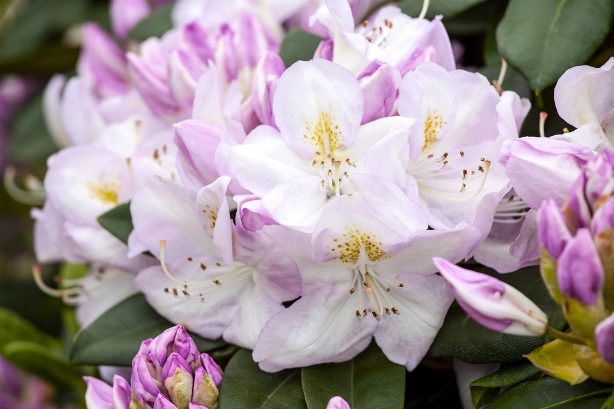 Rhododendron Hybr. 'Gomer Waterer' mit Blüte, erhältlich von 30-40 bis 90-100 cm; Einsatz: ;;ab 31,20 Euro