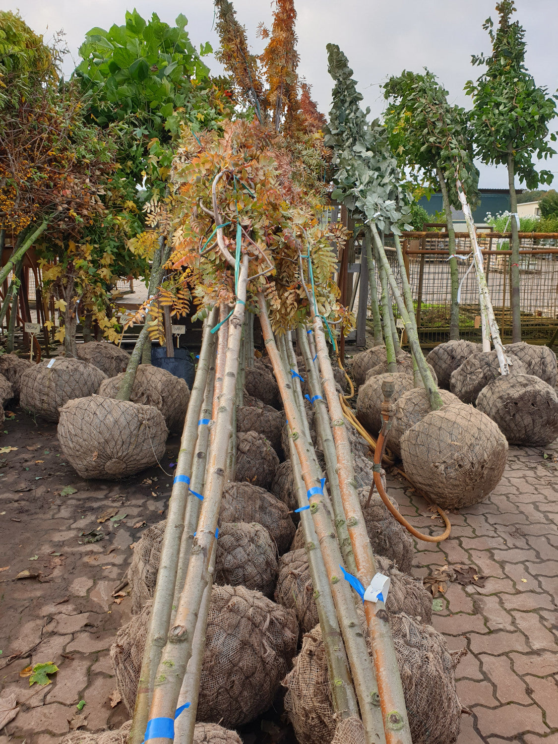 Mehlbeere; vorbereitet für Versand; essbare Früchte; Einsatzmöglichkeit z.B. : Solitär;;mit zeitnaher Lieferung