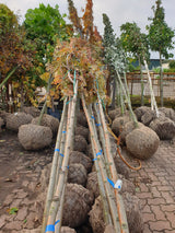 Mehlbeere; vorbereitet für Versand; essbare Früchte; Einsatzmöglichkeit z.B. : Solitär;;mit zeitnaher Lieferung