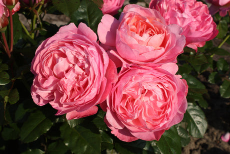 Rosa 'Kölner Flora' STR mit Blüte; Einsatz: ;;ab 10,90 Euro
