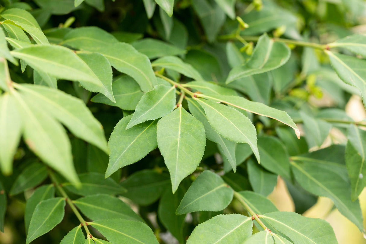 Euonymus alatus 'Compactus' mit Belaubung, erhältlich von 40-60 bis 125-150 cm; Einsatz: ;;ab 43,60 Euro