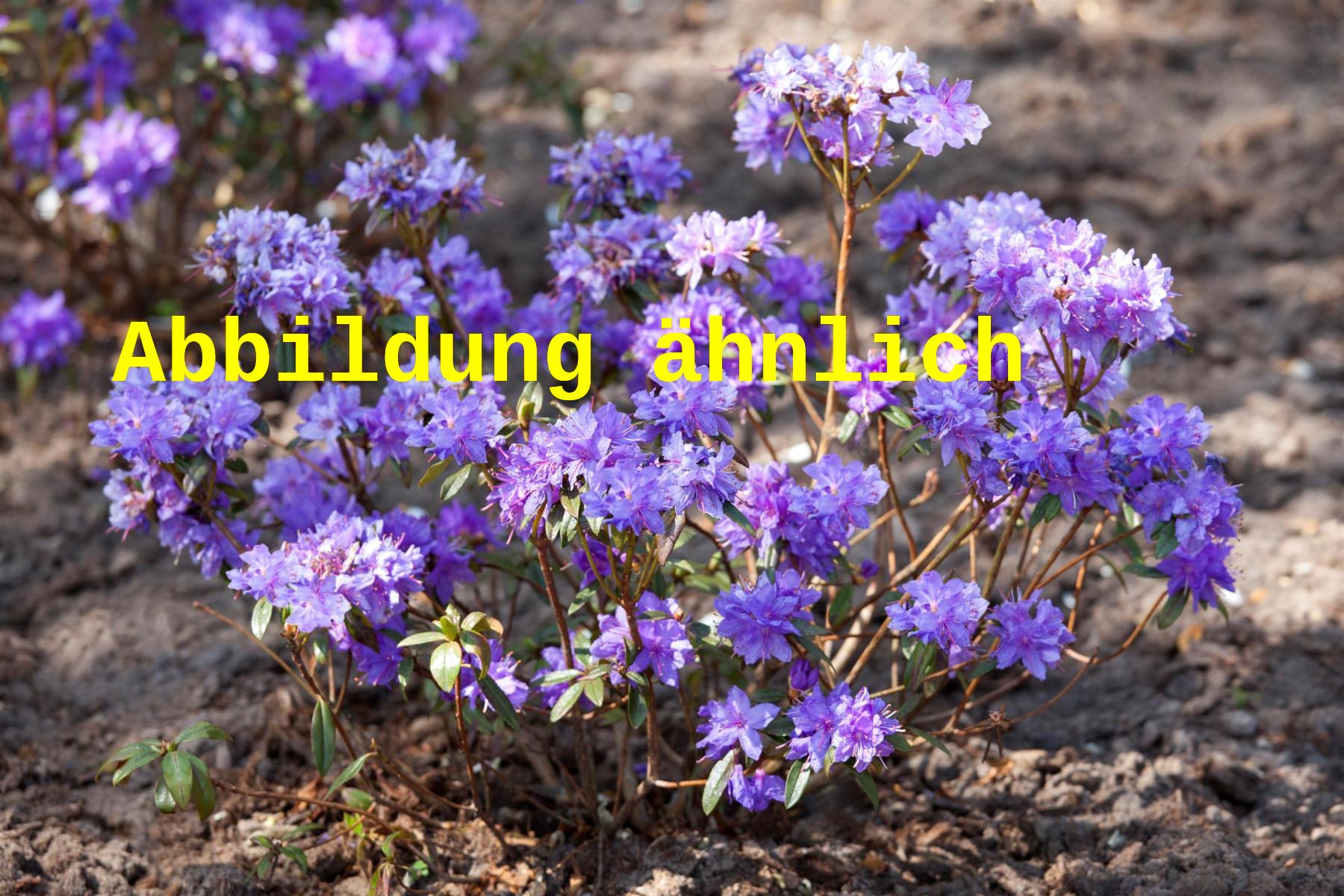 Rhododendron russatum (Rhododendron russatum)