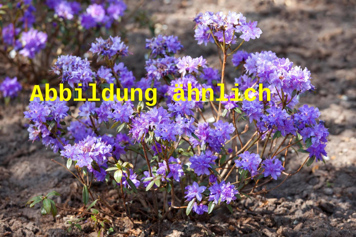 Rhododendron russatum (Rhododendron russatum)