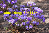 Genaues Foto für Rhododendron russatum folgt; dieses ähnliche Bild dient der Illustration von Rhododendron russatum