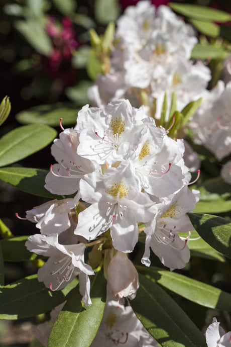 Rhododendron Hybr. 'Catawbiense Album' mit Blüte, erhältlich von 30-40 bis 90-100 cm; Einsatz: ;;ab 31,20 Euro