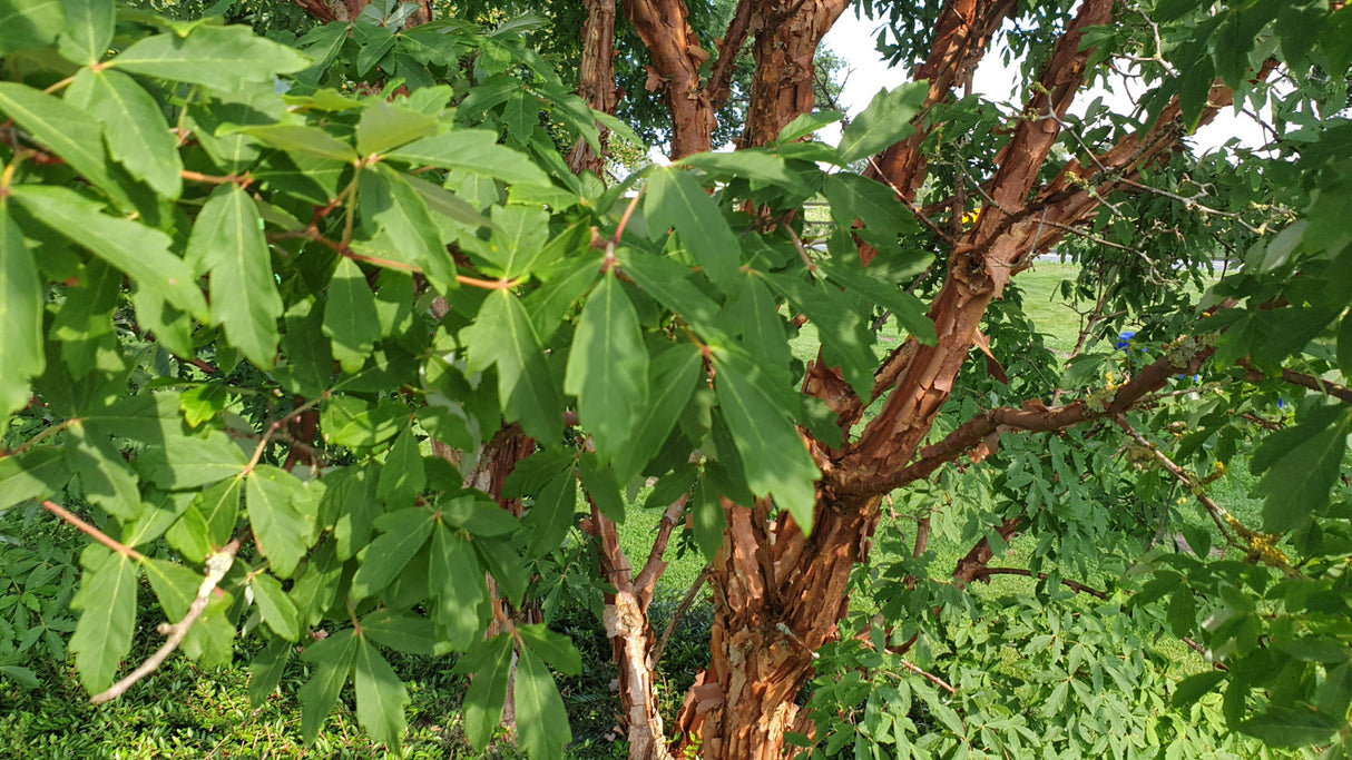 Acer griseum mit Sommerbelaubung; Einsatz: ;;ab 63,00 Euro