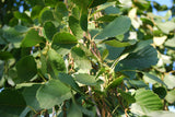 Alnus glutinosa HkG 80203 mit Belaubung; Einsatz: Uferbepflanzungwinterhart;;ab 0,90 Euro