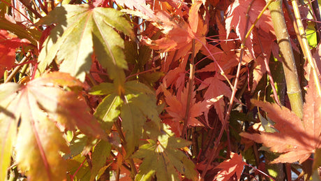 japanischer ahorn; hier unbelaubt; attraktive Blattform; Einsatzmöglichkeit z.B. : japanischer garten;;günstig mit Qualität