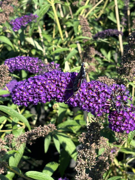 Buddleja davidii 'Black Knight' mit Blüte, erhältlich von 60-100 bis 125-150 cm; Einsatz: ;;ab 13,00 Euro