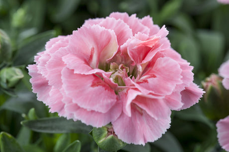 Dianthus plumarius 'Maggie' mit Blüte; Einsatz: , ;;ab 3,64 Euro