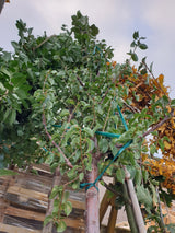 Steinweichsel; vorbereitet für Versand; winterhart; Einsatzmöglichkeit z.B. : Windschutzgehölz; erhältlich von 50-80 bis 450-650 cm;;hier kaufen