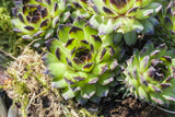 Sempervivum arachn. 'Silberkarneol'; pflegeleicht;;ab 0,00 Euro