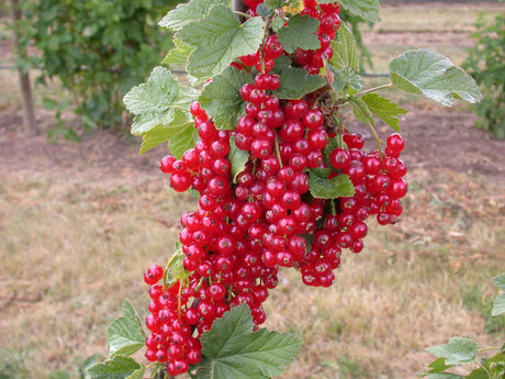 Ribes rubrum 'Haronia' mit Früchten, erhältlich von 3- bis 80-90 cm; Einsatz: ;;ab 17,80 Euro