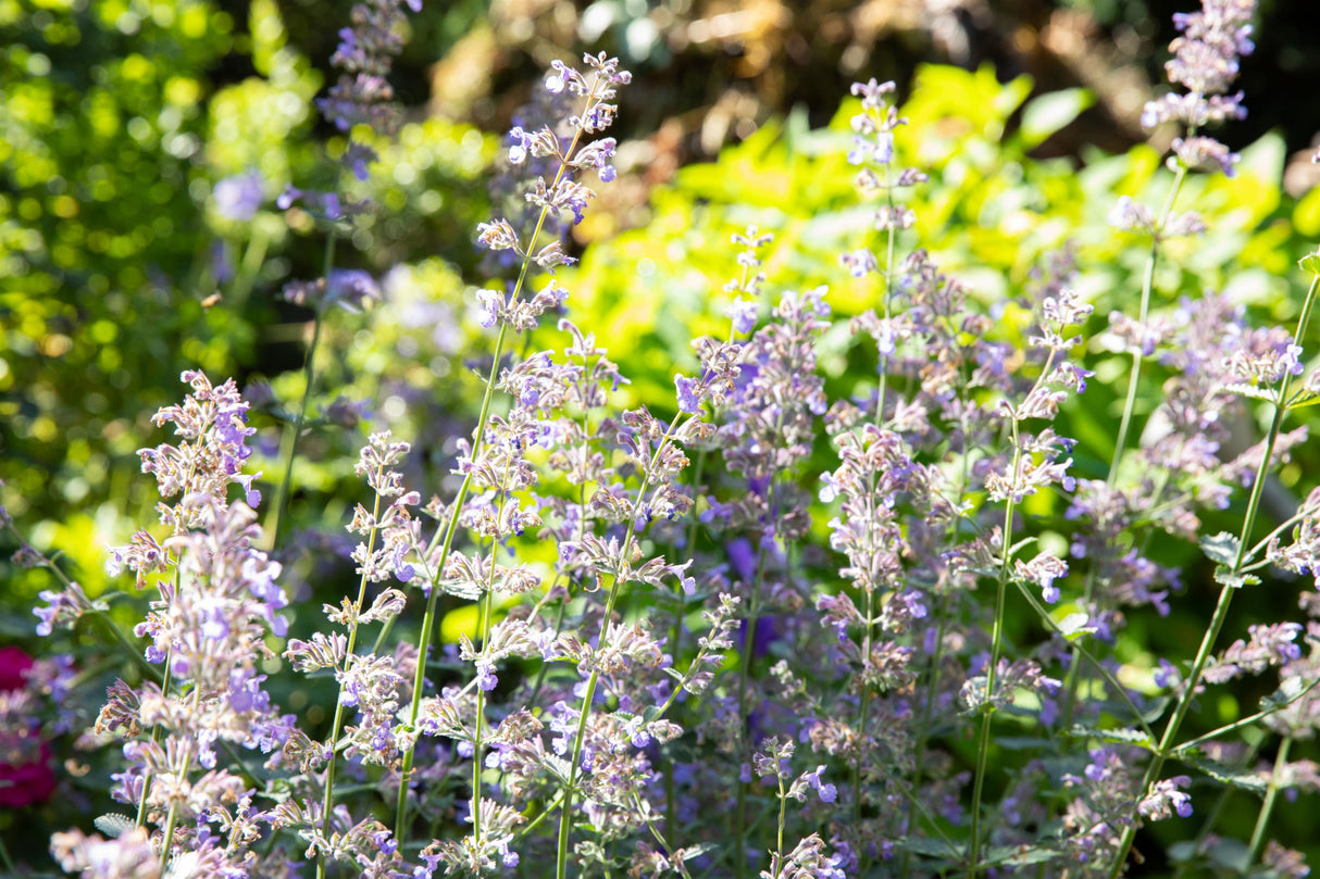 Nepeta grandiflora mit Blüte; Einsatz: ;;ab 3,50 Euro