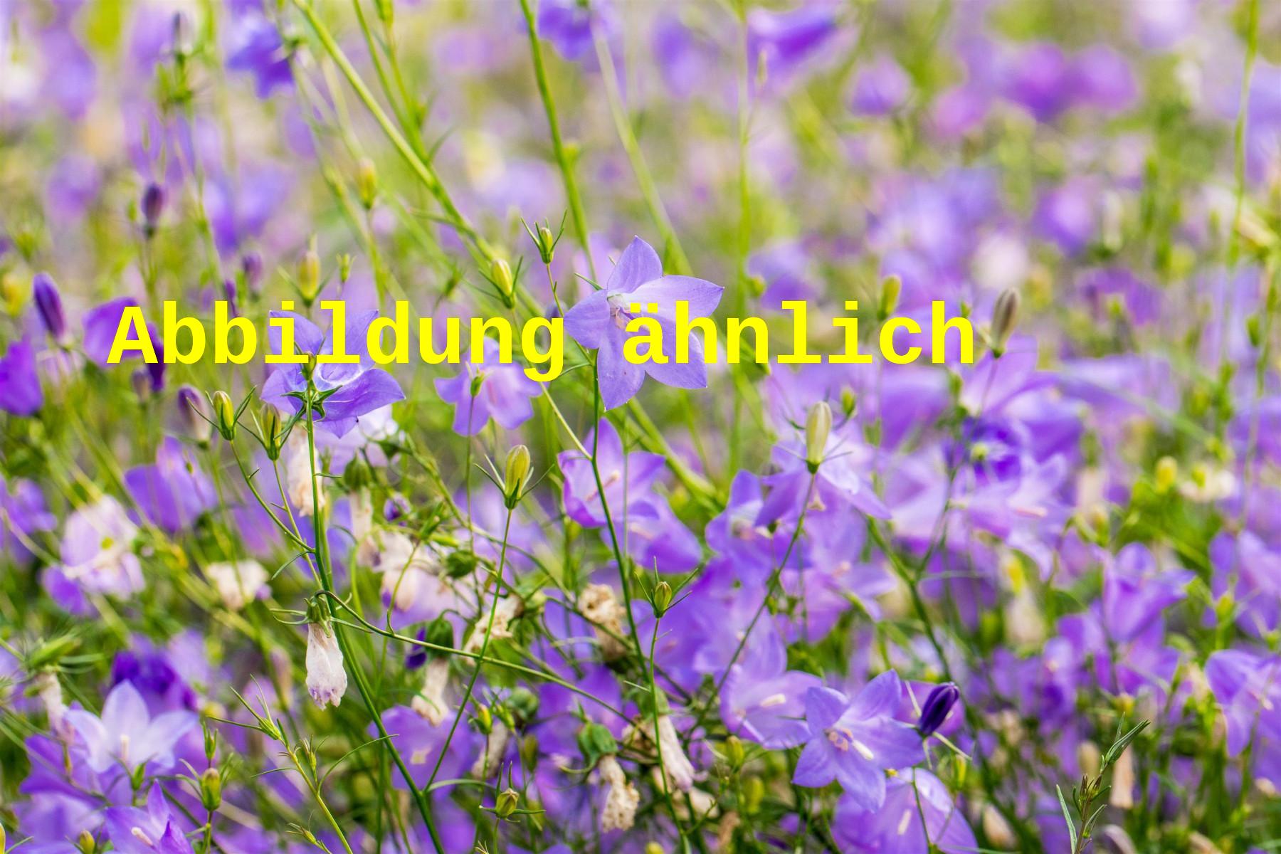 Campanula rotundifolia 'Olympica' (Rundblättrige Garten-Glockenblume)