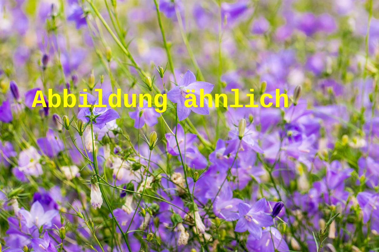 Campanula rotundifolia 'Olympica' (Rundblättrige Garten-Glockenblume)