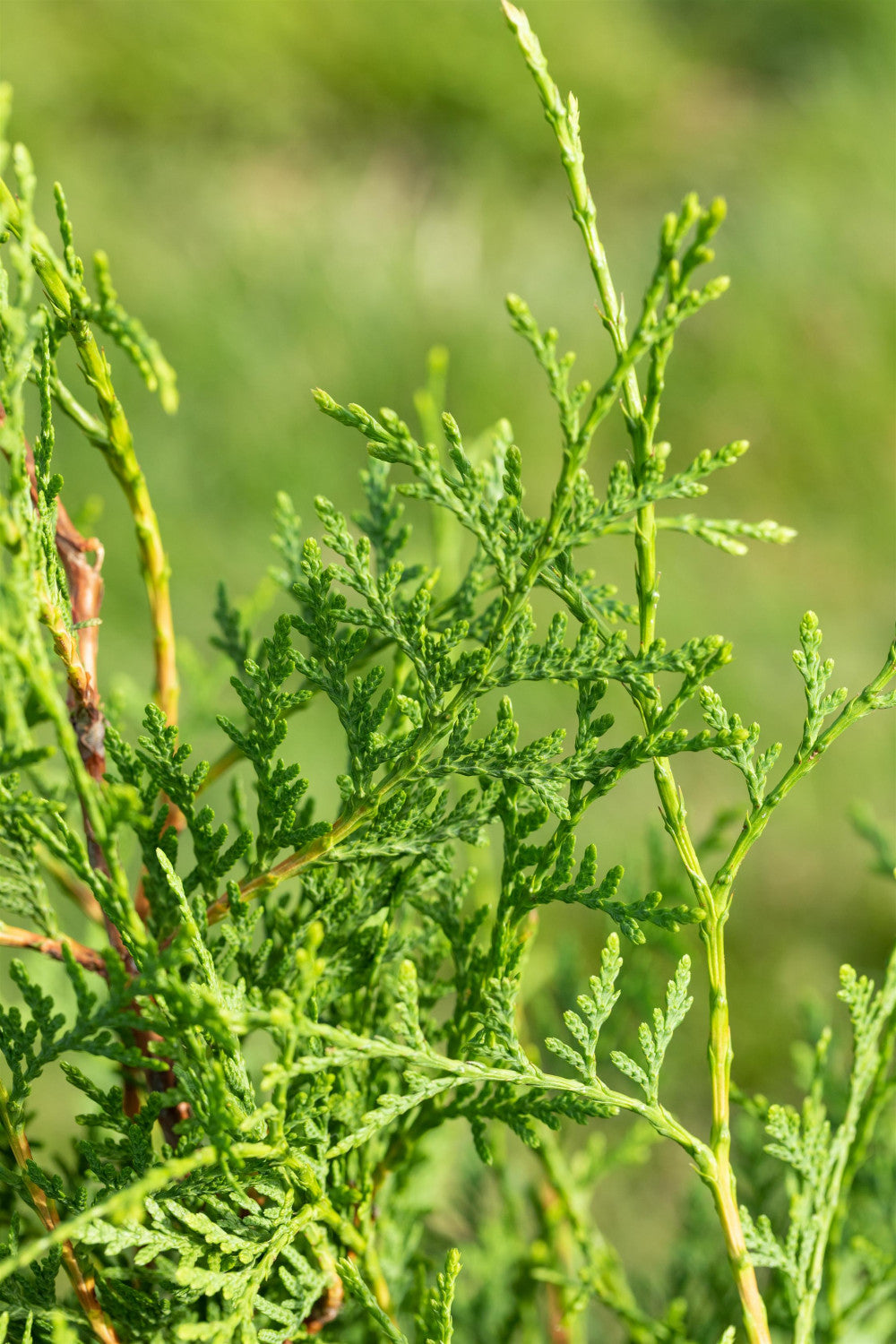 Thuja occidentalis 'Holmstrup' mit Belaubung, erhältlich von 20-30 bis 60-80 cm; Einsatz: ;;ab 6,75 Euro