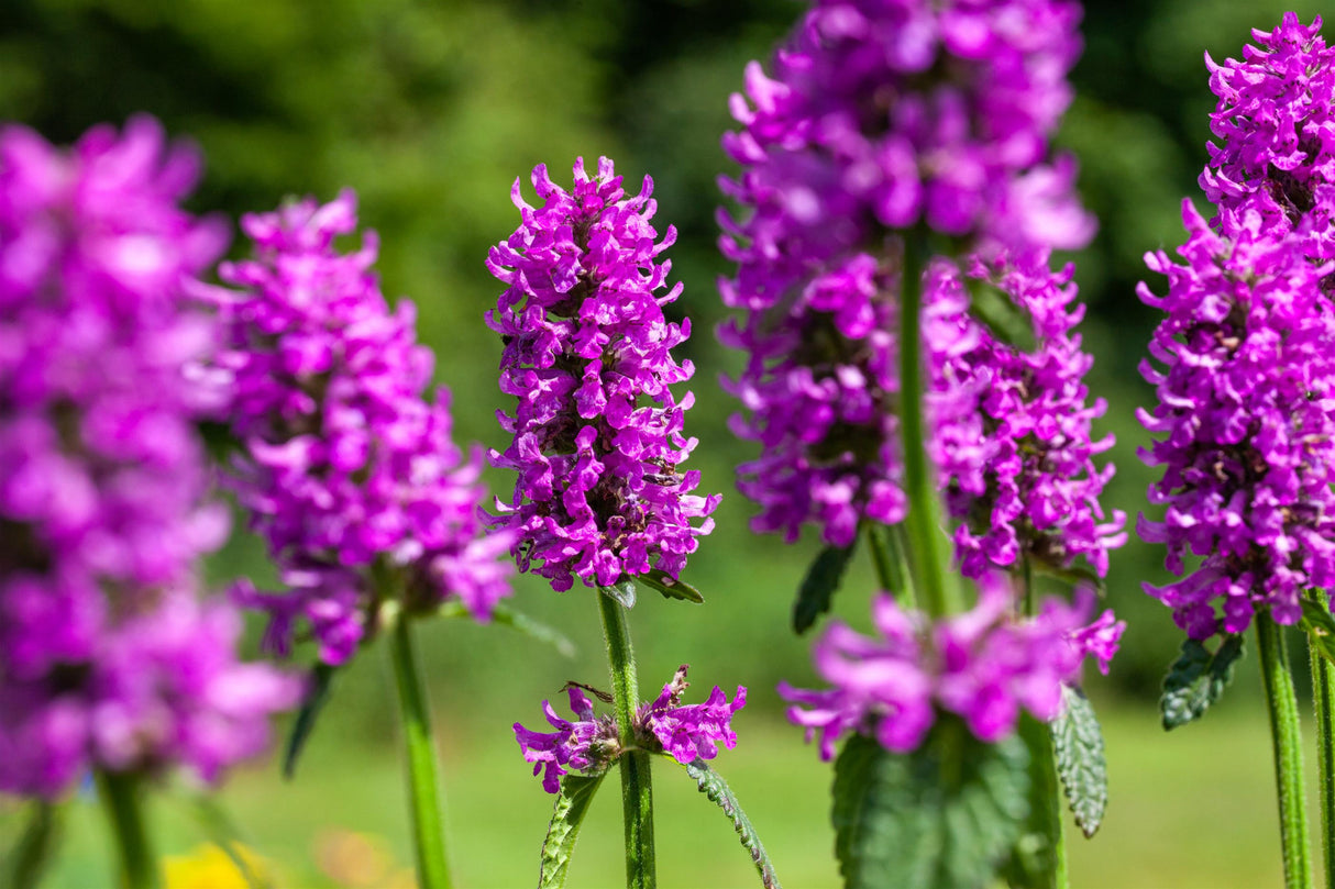 Stachys monnieri 'Hummelo' mit Blüte; Einsatz: ;;ab 4,30 Euro