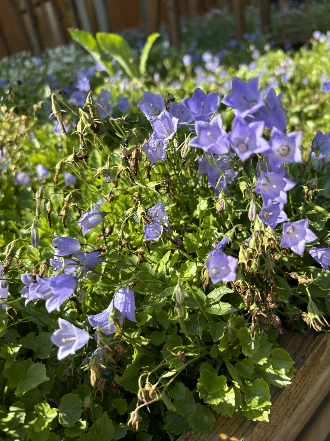 Campanula carp. 'Blaue Clips' mit Blüte; Einsatz: ;;ab 2,96 Euro