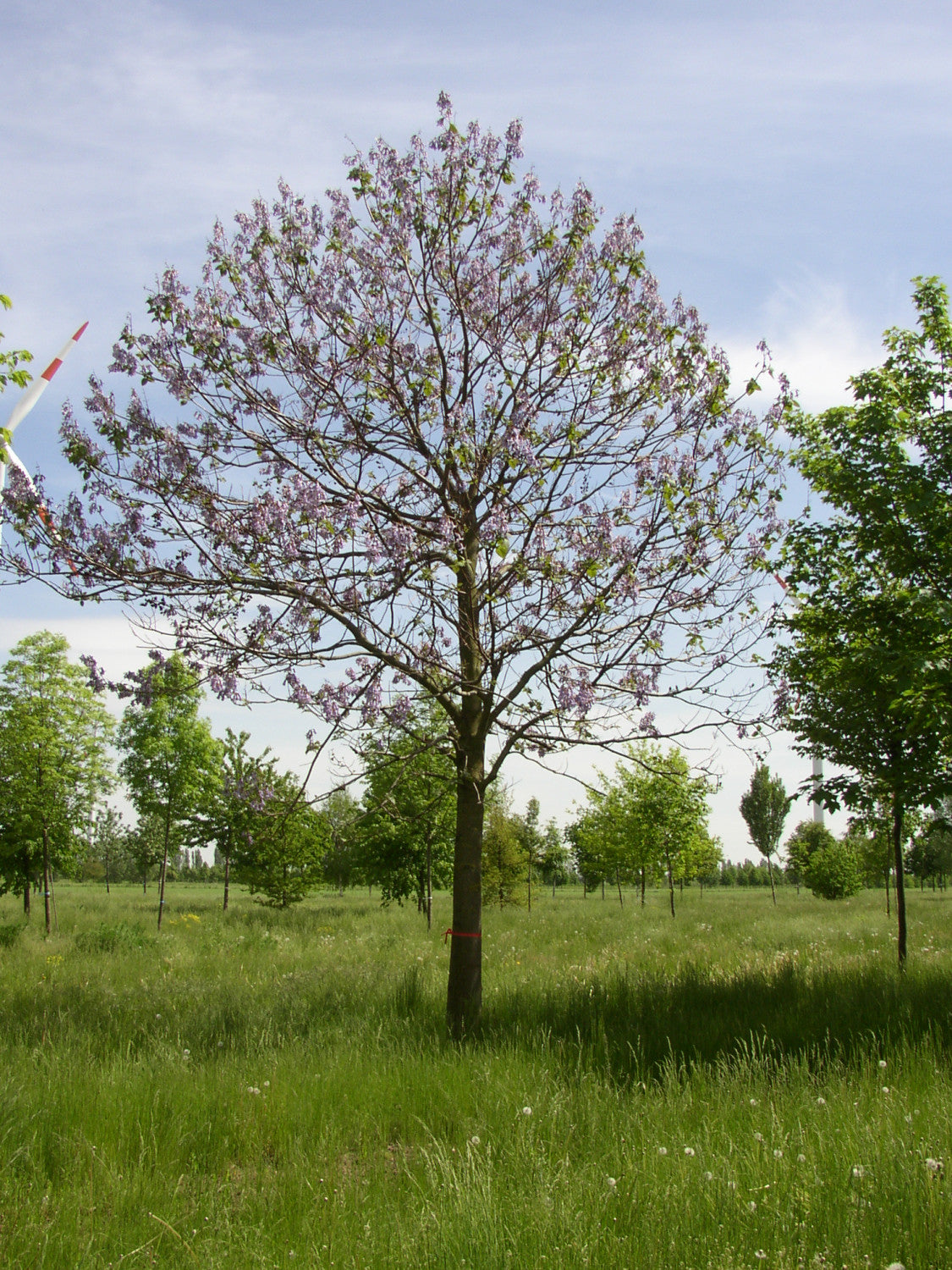 Kaiserbaum , erhältlich als: Hochstammschnellwachsend;;günstig mit Qualität