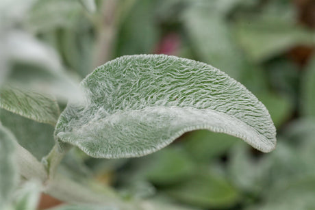 Stachys byzantina 'Cotton Boll' mit Belaubung; Einsatz: ;;ab 4,40 Euro